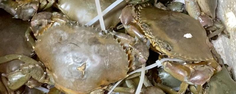 广东珠海的特产，有珠海膏蟹、金湾紫菜等