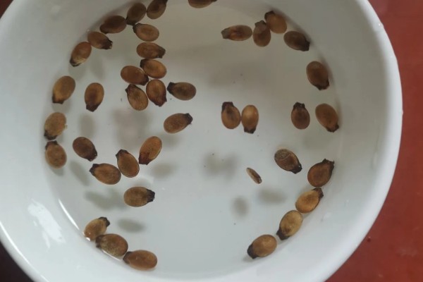 西瓜疫病如何防治，可农业防治也可化学防治