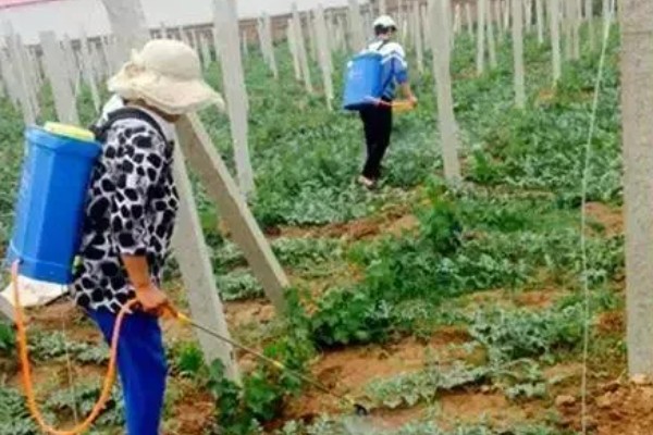 西瓜疫病如何防治，可农业防治也可化学防治