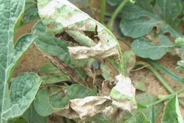 西瓜疫病如何防治，可农业防治也可化学防治