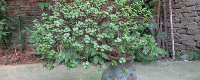 马齿苋树多久浇水一次，一般间隔5-7天浇一次水