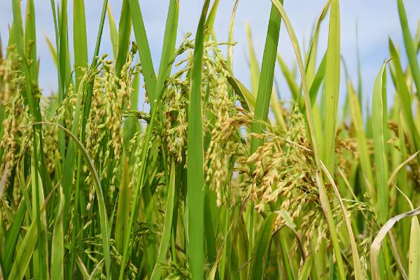 稻曲病如何防治，可以用多菌灵浸种