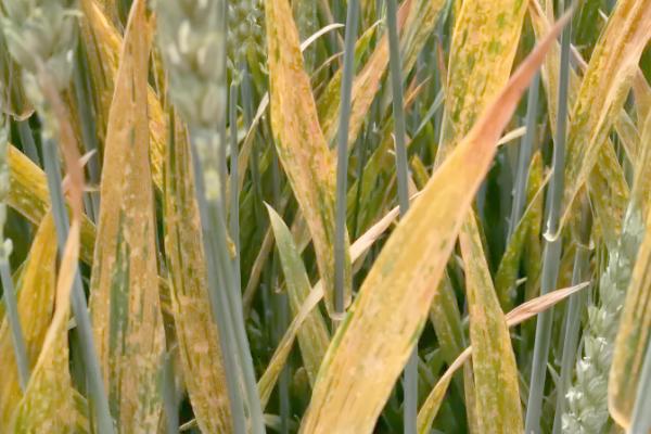 小麦常见病害有哪些，常见的有锈病、白粉病等