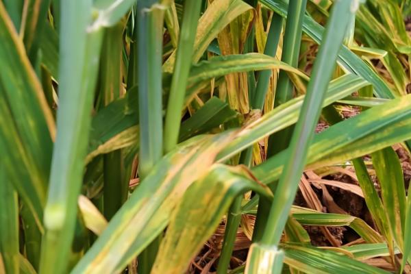 小麦常见病害有哪些，常见的有锈病、白粉病等