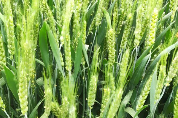 小麦常见病害有哪些，常见的有锈病、白粉病等