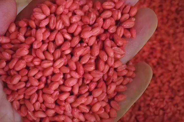 小麦常见病害有哪些，常见的有锈病、白粉病等