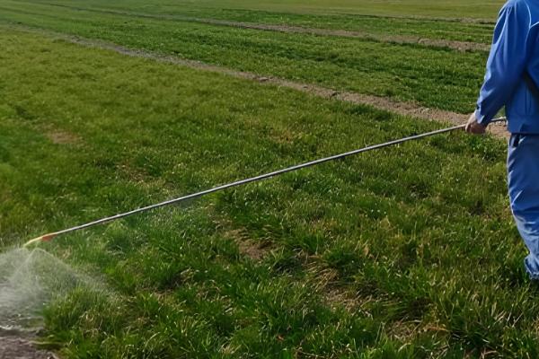 小麦常见病害有哪些，常见的有锈病、白粉病等