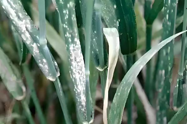 小麦常见病害有哪些，常见的有锈病、白粉病等