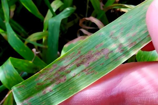 小麦常见病害有哪些，常见的有锈病、白粉病等