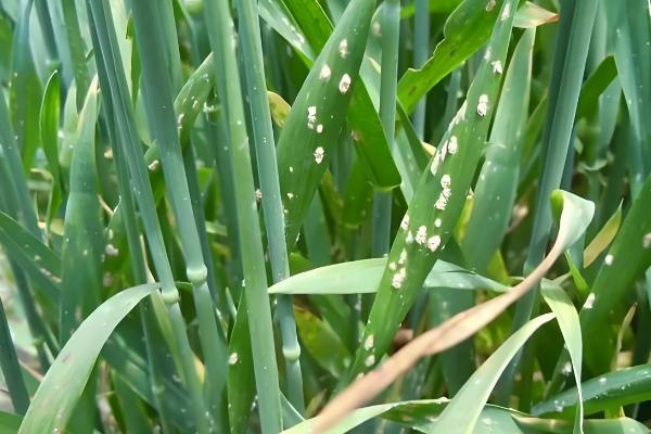 小麦常见病害有哪些，常见的有锈病、白粉病等