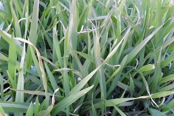 小麦常见病害有哪些，常见的有锈病、白粉病等