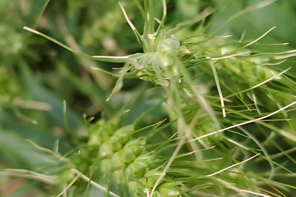 小麦常见病害有哪些，常见的有锈病、白粉病等