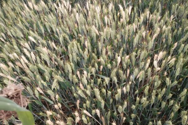 小麦常见病害有哪些，常见的有锈病、白粉病等