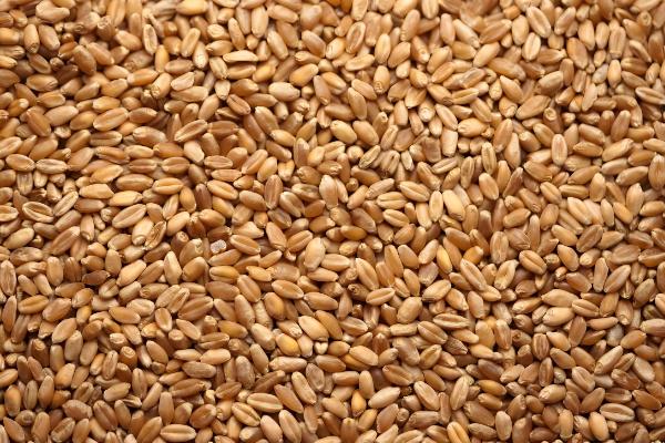 小麦常见病害有哪些，常见的有锈病、白粉病等