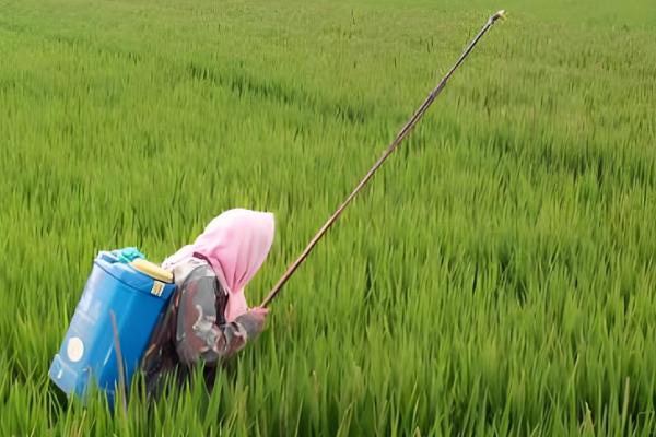 稻曲病如何防治，可以用多菌灵浸种