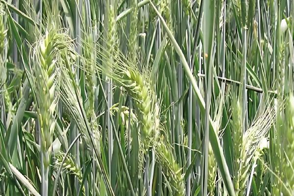 小麦常见病害有哪些，常见的有锈病、白粉病等