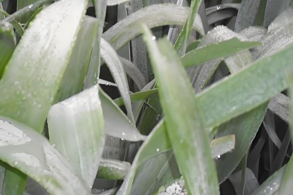 小麦常见病害有哪些，常见的有锈病、白粉病等