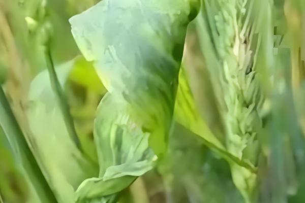 小麦常见病害有哪些，常见的有锈病、白粉病等