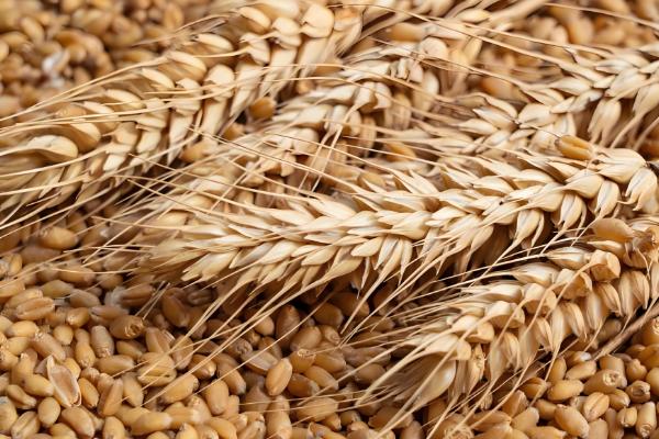 小麦常见病害有哪些，常见的有锈病、白粉病等