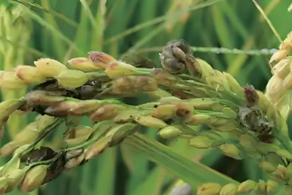 稻曲病如何防治，可以用多菌灵浸种