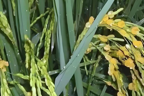 稻曲病如何防治，可以用多菌灵浸种