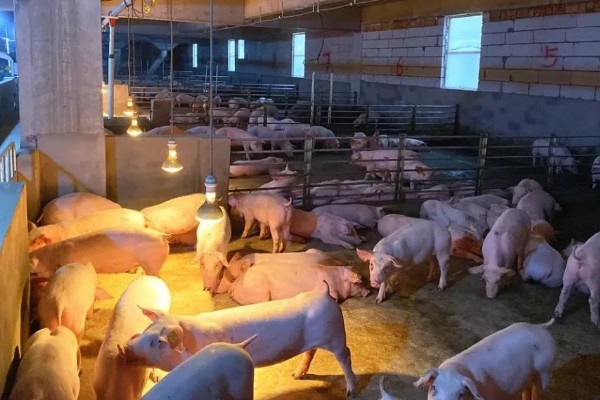 冬季猪舍的正常温度,饲养新生仔猪需保持在30℃左右