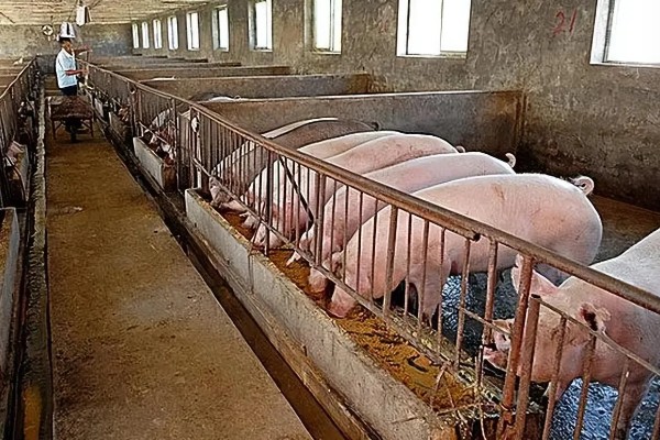 冬季猪舍的正常温度,饲养新生仔猪需保持在30℃左右