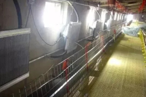 冬季猪舍的正常温度,饲养新生仔猪需保持在30℃左右