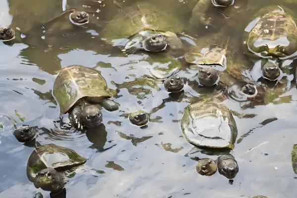 甲鱼可以离开水多长时间，通常可以活3-4天左右