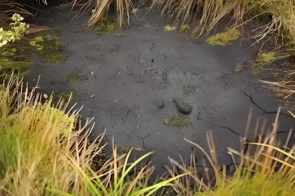 有机肥来源于哪里，常见作物秸秆、禽畜粪便等原料