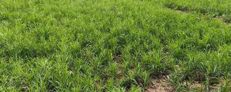 什么时候种柴胡，在春季或者冬季的时候种植