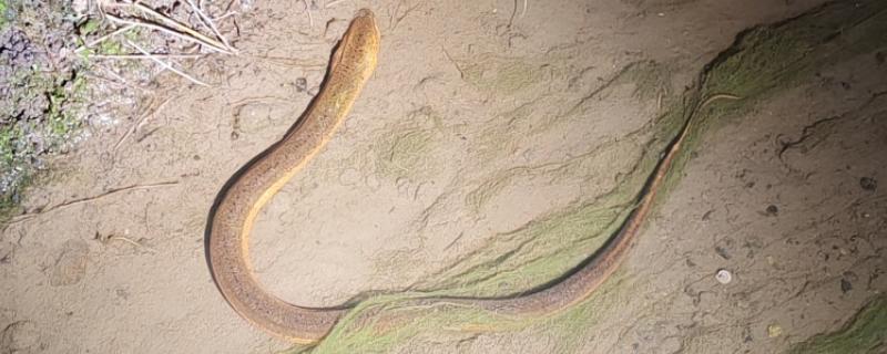 鳝鱼吃什么,以水生昆虫、甲壳类等为食