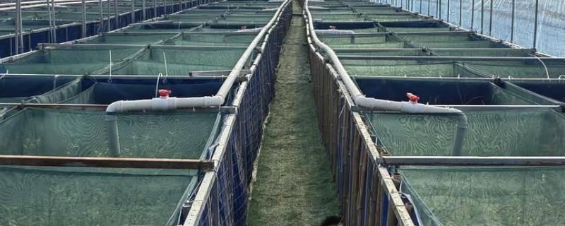 鳝鱼的养殖成本，共约为1080-1180元