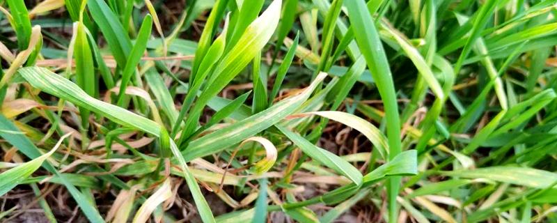 小麦叶枯病有什么类型,分为根腐叶枯病、链格孢叶枯病等种类