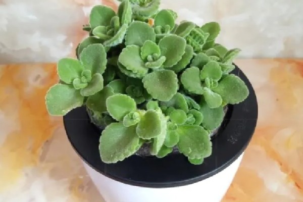 一抹香能放卧室吗，是可以摆放在卧室的