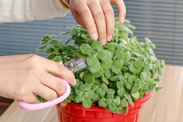 一抹香能放卧室吗，是可以摆放在卧室的