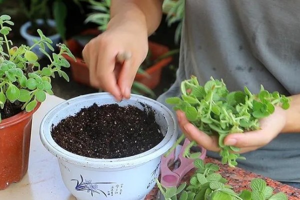 一抹香能放卧室吗，是可以摆放在卧室的