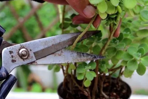 一抹香能放卧室吗，是可以摆放在卧室的