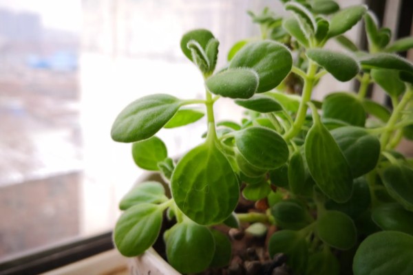 一抹香能放卧室吗，是可以摆放在卧室的