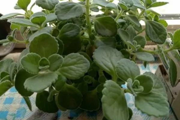 一抹香能放卧室吗，是可以摆放在卧室的