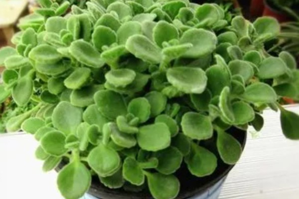 一抹香能放卧室吗，是可以摆放在卧室的