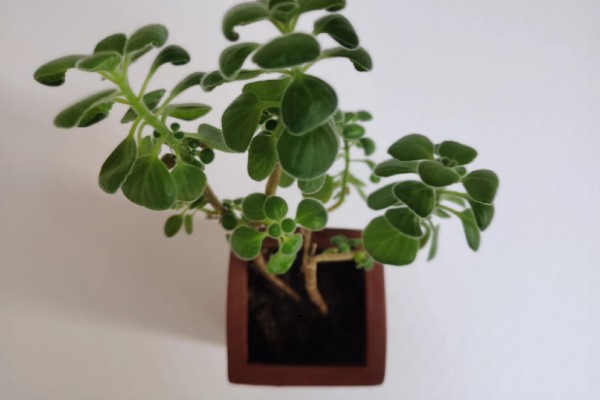 一抹香能放卧室吗，是可以摆放在卧室的