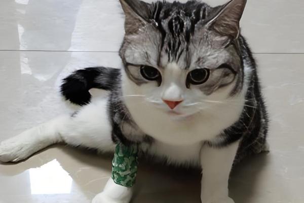 猫心肌病有什么类型，肥厚型心肌病最常见