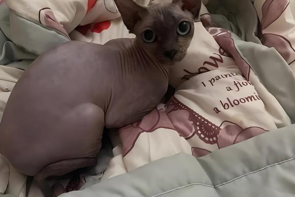 猫心肌病有什么类型，肥厚型心肌病最常见