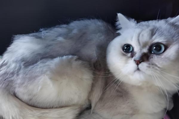 猫心肌病有什么类型，肥厚型心肌病最常见