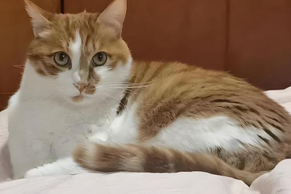 猫心肌病有什么类型，肥厚型心肌病最常见