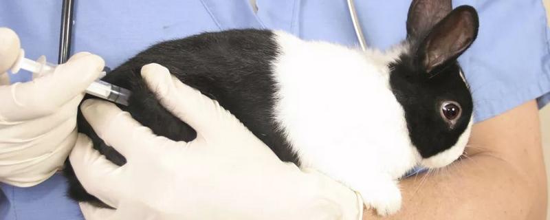 兔子常用的疫苗，有兔瘟疫苗、兔粘液瘤疫苗等