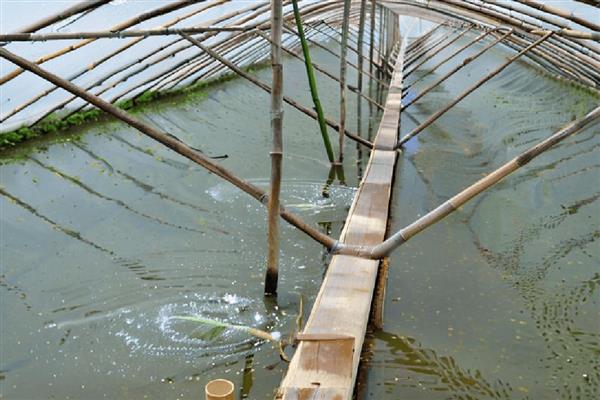 绿弧菌与黄弧菌哪个有害，绿弧菌的危害要大一点