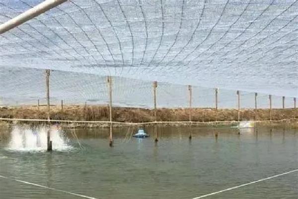 绿弧菌与黄弧菌哪个有害，绿弧菌的危害要大一点