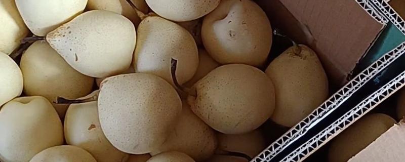 鸭梨的贮藏方法，把仓库温度保持在11-15℃